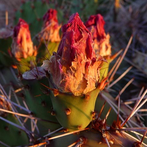 aksamdan-kalma-listelist-3