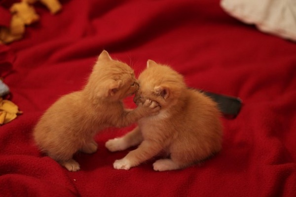alin-yazimsin-kedi