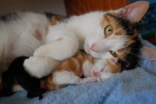 anne-kedi