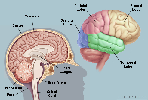 beynin-bolumleri