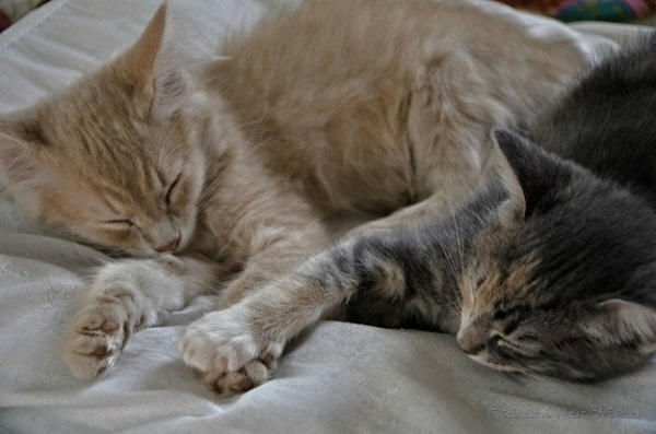 elele-uyuyan-kedi