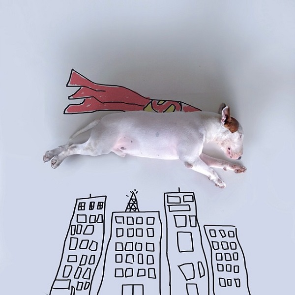 kopek-super-man