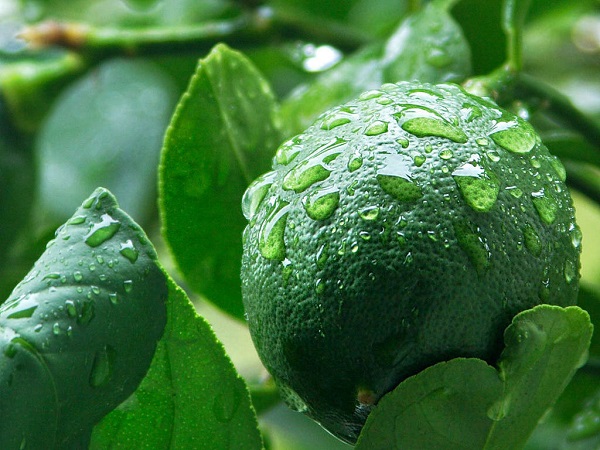 limon