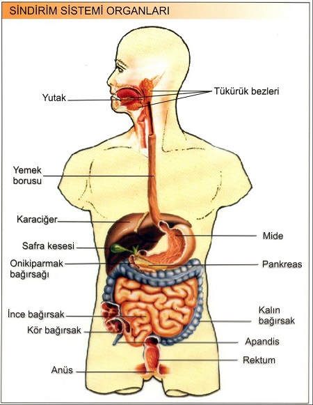 sindirim-sistemi-organlari