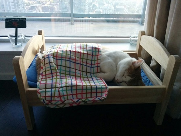 yatak-kedi