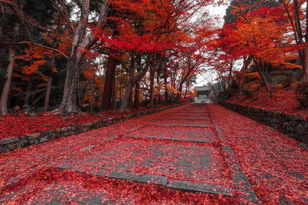 yol-23