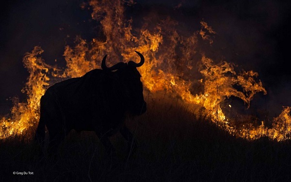 2014-10-24 17_33_47-Fleeing the flames _ Greg Du Toit _ Mammals _ Wildlife Photographer of the Year