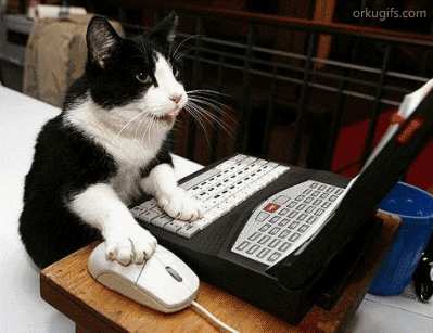 bilgisayar-fare-kedi