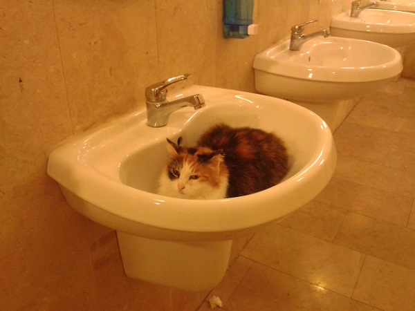 lavoboda-kedi