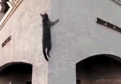 climb-cat