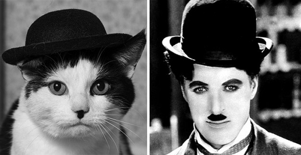 kedi-charlie-chaplin