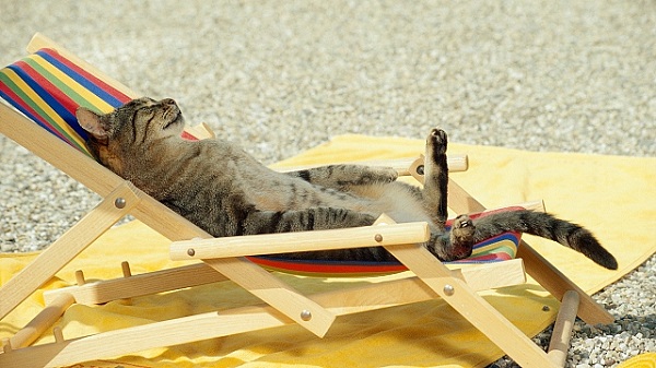 kedi-gunes