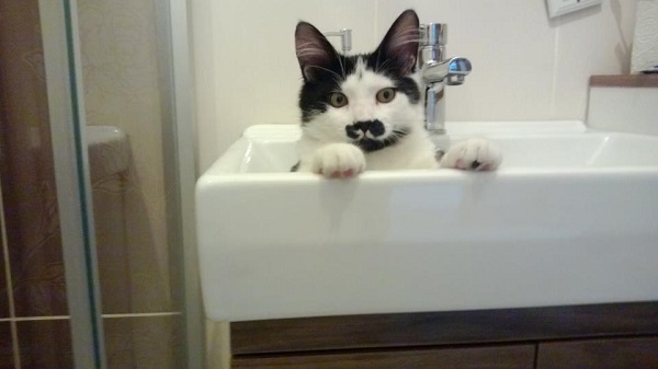 kedi-lavabo