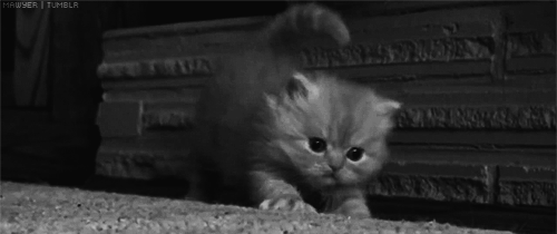 kedi-tirnak-bileme