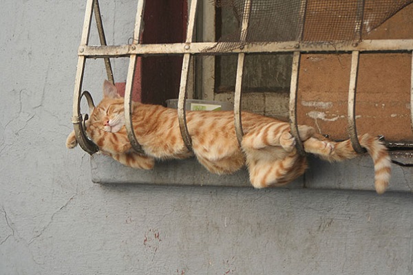 kedi-uyku