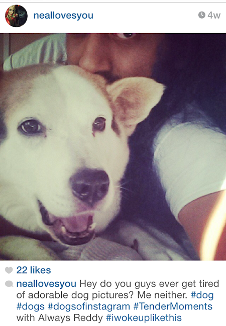 kopek-instagram