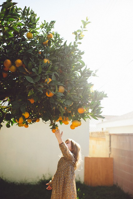 mandalina-portakal