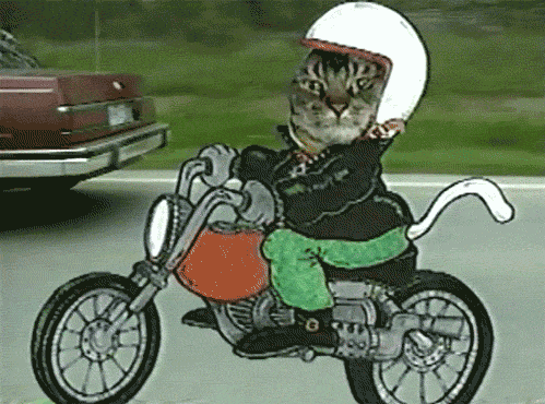 motor-cat