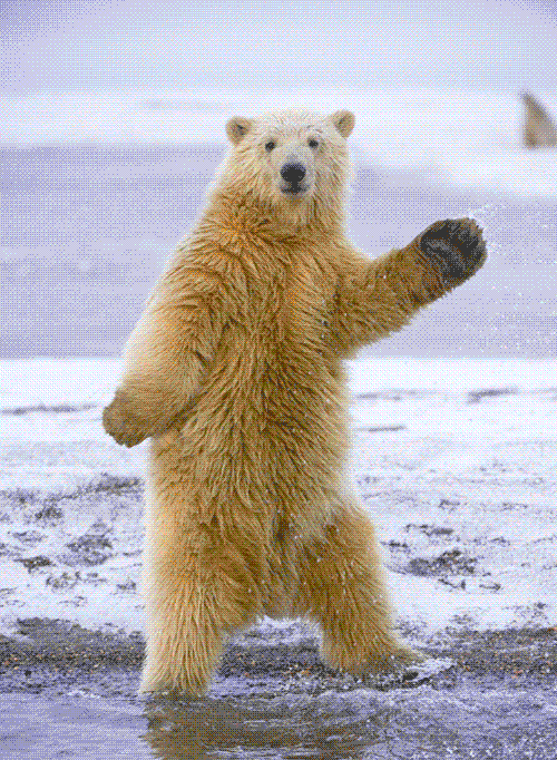 polar-bear-dances