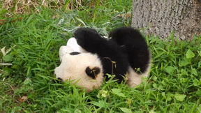 rolling-panda