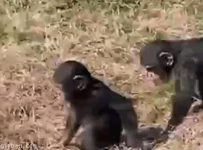 sakaci-maymun