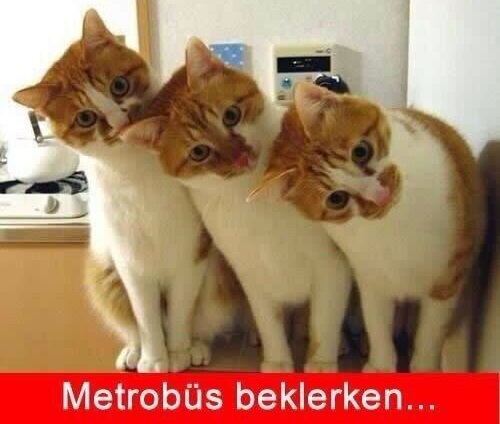 metrobus-beklerken-caps-kediler