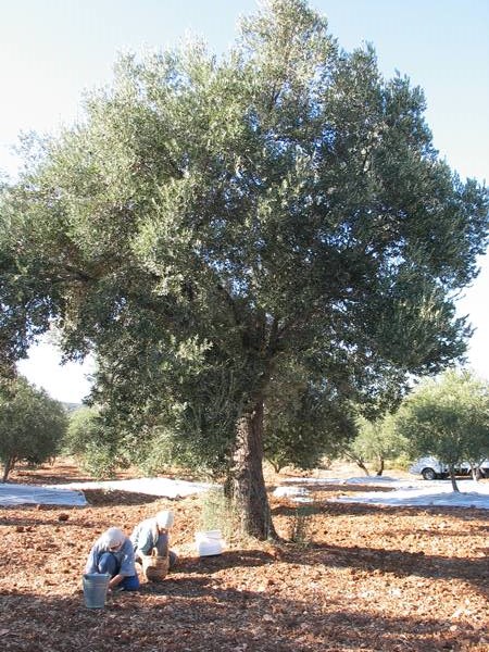organik-uretimde-verim-azalmasi-listelist