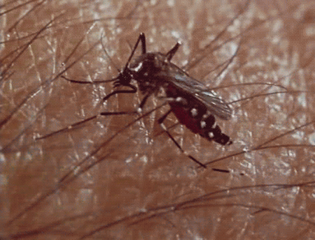 sivrisineklerin-47-tane-disi-vardir-listelist