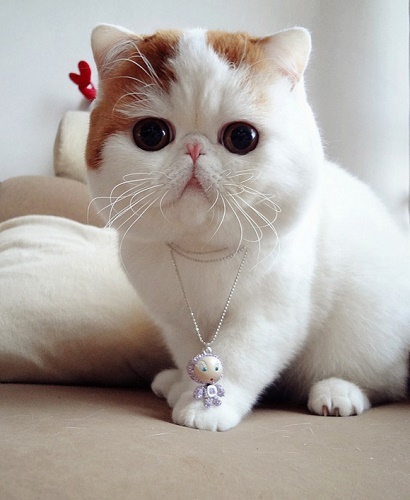 kedi-sevimli