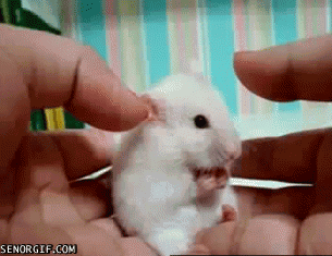 hamster-family-a