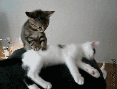 animal-massage-cats