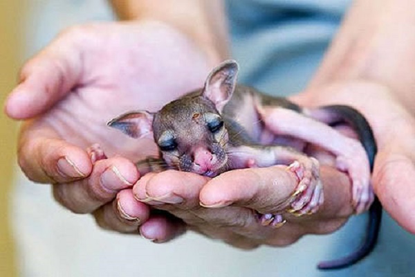 baby-kangaroo