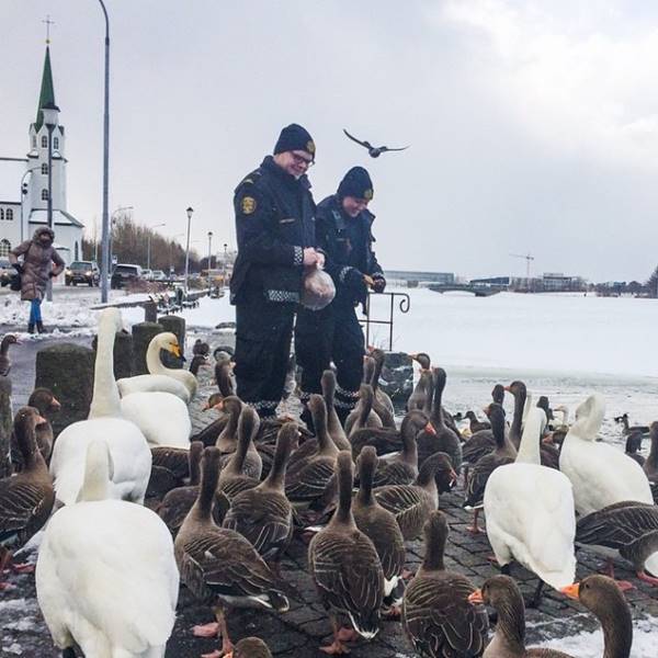 izlandareykjavik-police-department-instagram-logreglan-iceland-5-605x605