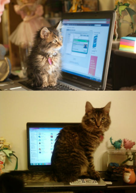 kedi10