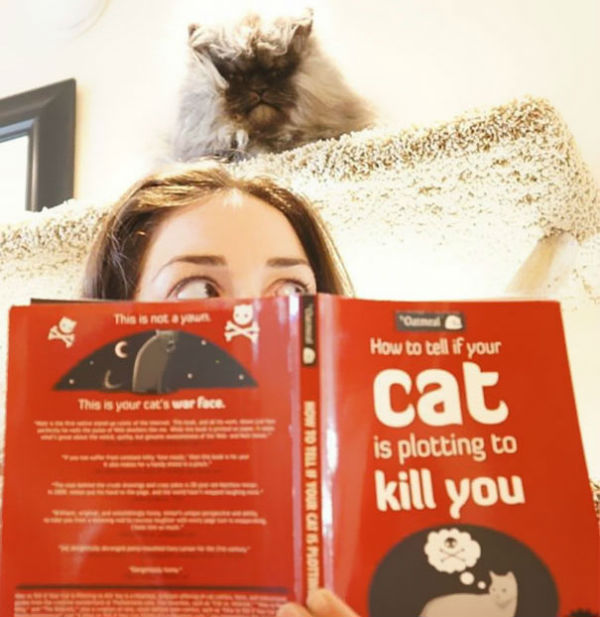kedi11