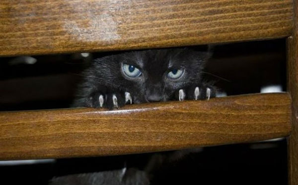 kedi14