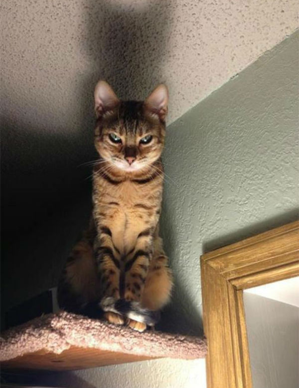 kedi17