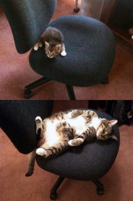 kedi18