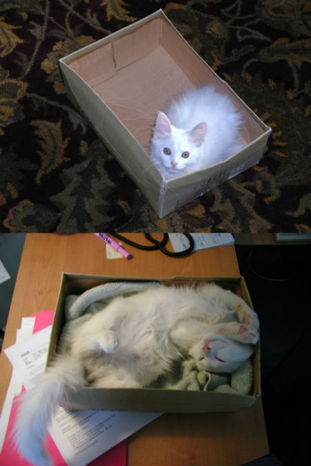 kedi20