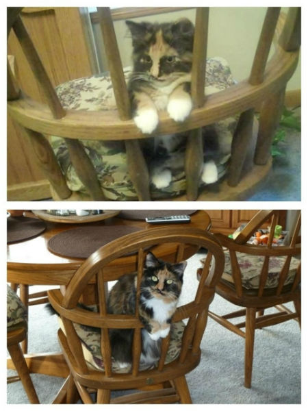 kedi5