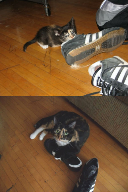 kedi6