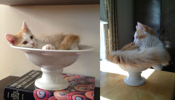 kedi9