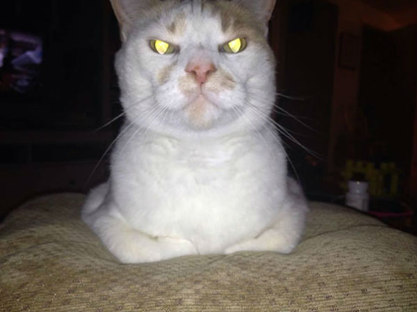kedi9