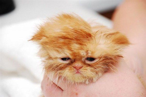 uykucu-kedi-turuncu