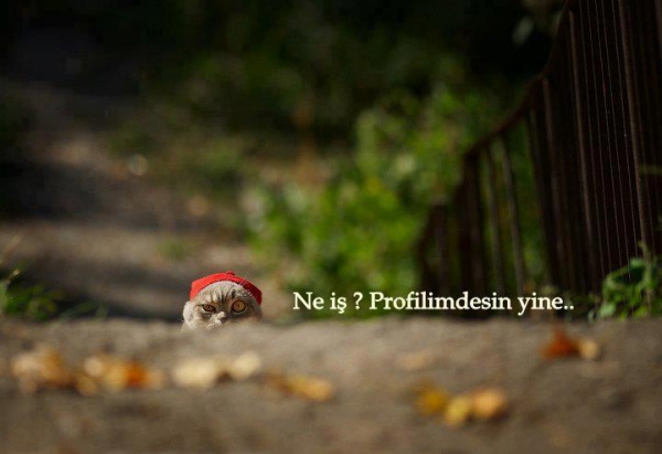 ne is profilimdesin yine