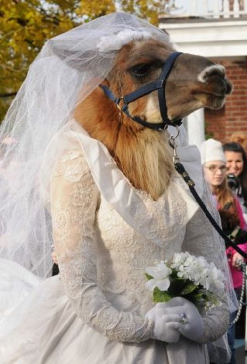 Lama1