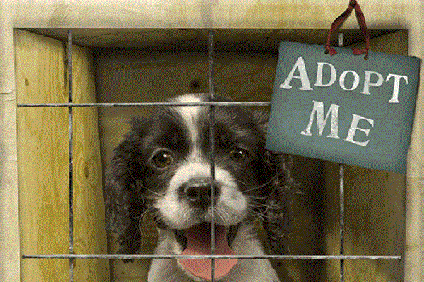 adopt-me