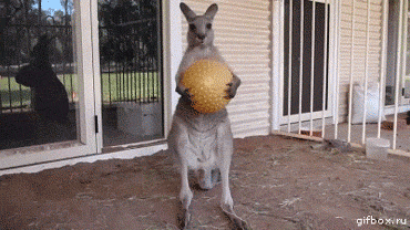 angry-kangroo