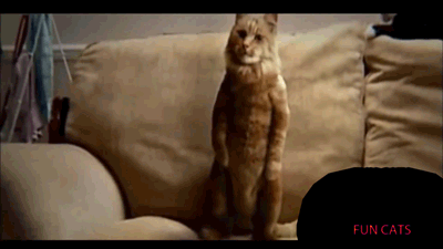 dans-eden-kedi