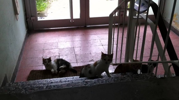 apartmna-kedi-sukufe
